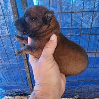 Sascha reddish F, a female Belgian Malinois for sale in Maricopa, AZ – Photo 3 of 6