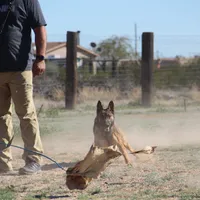 Sascha reddish F, a female Belgian Malinois for sale in Maricopa, AZ – Photo 5 of 6