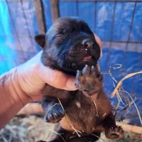 Sascha reddish F, a female Belgian Malinois for sale in Maricopa, AZ – Photo 2 of 6