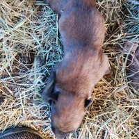 Sascha reddish F, a female Belgian Malinois for sale in Maricopa, AZ – Photo 4 of 6