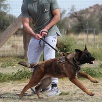 Sascha reddish F, a female Belgian Malinois for sale in Maricopa, AZ – Photo 6 of 6