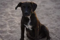 Bandog (BlkBrnF), a female American Mastiff for sale in Maricopa, AZ – 9 of 10