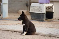 McNabsky (Balto), a male Siberian Husky and McNab Shepherd for sale in Maricopa, AZ – 8 of 10