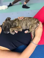 Midnight Brindle M, a male American Mastiff for sale in Maricopa, AZ – 4 of 10