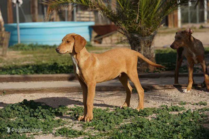 Doberdane Creamsicle – Doberman Pinscher, Great Dane puppy for sale in Maricopa, AZ