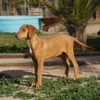 Doberdane Creamsicle, a male Doberman Pinscher and Great Dane for sale in Maricopa, AZ – Photo 7 of 10