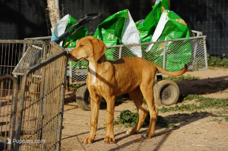 Doberdane Creamsicle
