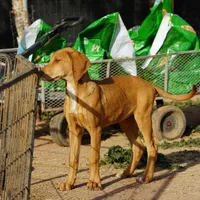Doberdane Creamsicle, a male Doberman Pinscher and Great Dane for sale in Maricopa, AZ – Photo 3 of 10