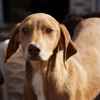Doberdane Creamsicle, a male Doberman Pinscher and Great Dane for sale in Maricopa, AZ – Photo 10 of 10