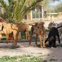 Doberdane Creamsicle, a male Doberman Pinscher and Great Dane for sale in Maricopa, AZ – Photo 9 of 10