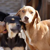 Doberdane Creamsicle, a male Doberman Pinscher and Great Dane for sale in Maricopa, AZ – Photo 2 of 10