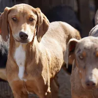 Doberdane Creamsicle, a male Doberman Pinscher and Great Dane for sale in Maricopa, AZ – Photo 8 of 10