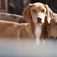 Doberdane Creamsicle, a male Doberman Pinscher and Great Dane for sale in Maricopa, AZ – Photo 4 of 10