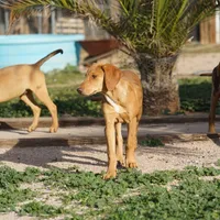 Doberdane Creamsicle, a male Doberman Pinscher and Great Dane for sale in Maricopa, AZ – Photo 5 of 10