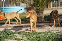 processed/62ef5f7d-774d-459e-8c5f-d063c1a1778f/listing/910937c4-d877-436a-bf08-a68abd649928/94cc10cc-be26-411f-82ce-2df767fb5b69