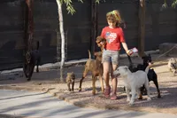 Toes M Lorek, a male Akita and McNab Shepherd for sale in Maricopa, AZ – 2 of 10
