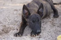 Dutch F Pink, a female Dutch Shepherd for sale in Maricopa, AZ – 2 of 10