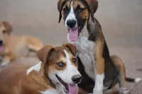 Doberdane (Sparky), a male Doberman Pinscher and Great Dane for sale in Maricopa, AZ – 8 of 10