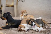 Doberdane (Sparky), a male Doberman Pinscher and Great Dane for sale in Maricopa, AZ – 4 of 10