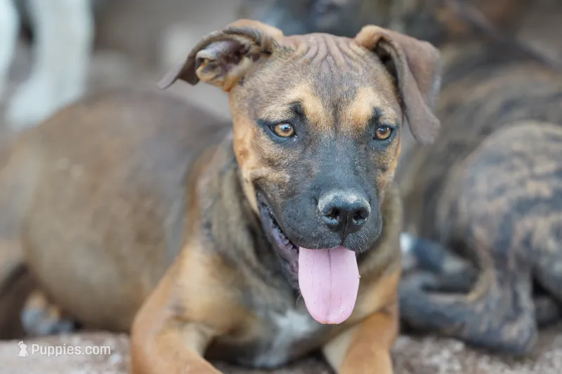 Bandogge (Aubrey) – American Mastiff puppy for sale in Maricopa, AZ
