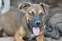 Bandogge (Aubrey), a female American Mastiff for sale in Maricopa, AZ – 1 of 10