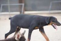 Dobie (Milhouse), a male Doberman Pinscher for sale in Maricopa, AZ – 9 of 10
