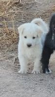 McNabsky F white, a female Siberian Husky and McNab Shepherd for sale in Maricopa, AZ – 2 of 6