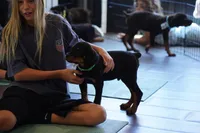 Vermithor, a male Rottweiler for sale in Maricopa, AZ – 4 of 10