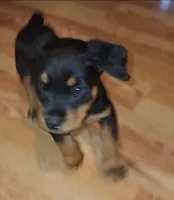 Lucy, a female Rottweiler for sale in Maricopa, AZ – 4 of 10