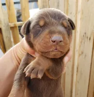 Akira Blk F, a female Doberman Pinscher for sale in Maricopa, AZ – 2 of 4