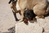 Rott (Chanel M), a male Rottweiler for sale in Maricopa, AZ – 10 of 10