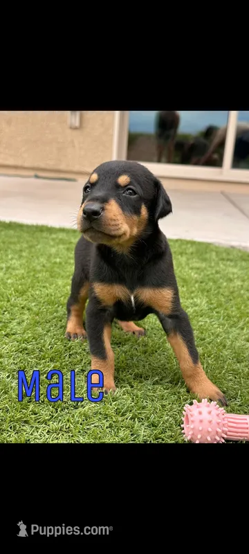 Akira Blk M – Doberman Pinscher puppy for sale in Maricopa, AZ