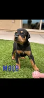 Akira Blk M, a male Doberman Pinscher for sale in Maricopa, AZ – 6 of 10
