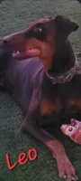 Akira Red F, a female Doberman Pinscher for sale in Maricopa, AZ – 5 of 5