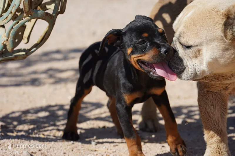 Rott (GenM2) – Rottweiler puppy for sale in Maricopa, AZ