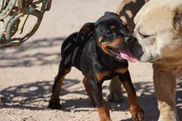 Rott (GenM2), a male Rottweiler for sale in Maricopa, AZ – 1 of 9