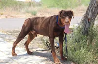Akira Red M, a male Doberman Pinscher for sale in Maricopa, AZ – 4 of 5