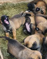 Ronin F, a female Belgian Malinois for sale in Maricopa, AZ – Photo 4 of 10