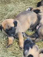 Ronin F, a female Belgian Malinois for sale in Maricopa, AZ – Photo 9 of 10