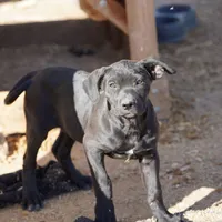 Ebony F, a female American Mastiff for sale in Maricopa, AZ – Photo 4 of 10