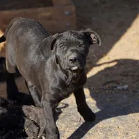 Ebony F, a female American Mastiff for sale in Maricopa, AZ – Photo 1 of 10