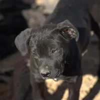 Ebony F, a female American Mastiff for sale in Maricopa, AZ – Photo 2 of 10