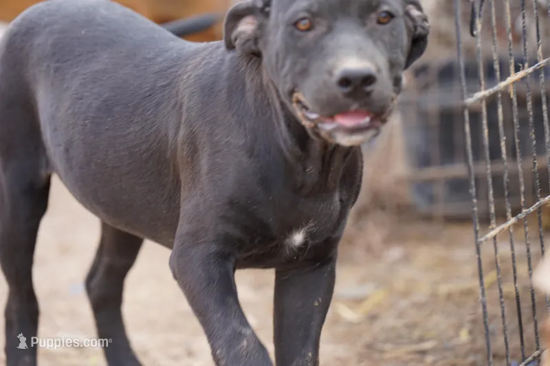 Ebony F – American Mastiff puppy for sale in Maricopa, AZ