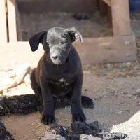 Ebony F, a female American Mastiff for sale in Maricopa, AZ – Photo 8 of 10