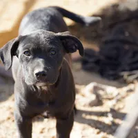 Ebony F, a female American Mastiff for sale in Maricopa, AZ – Photo 7 of 10
