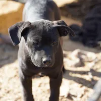Ebony F, a female American Mastiff for sale in Maricopa, AZ – Photo 6 of 10
