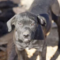 Ebony F, a female American Mastiff for sale in Maricopa, AZ – Photo 5 of 10