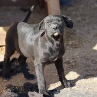 Ebony F, a female American Mastiff for sale in Maricopa, AZ – Photo 3 of 10