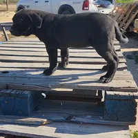 Ebony F, a female American Mastiff for sale in Maricopa, AZ – Photo 10 of 10