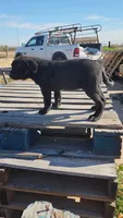 Ebony F, a female American Mastiff for sale in Maricopa, AZ – Photo 2 of 2